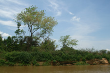 Amazonian landscape
